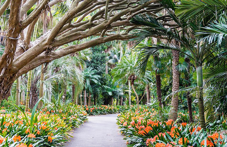Sydney's gorgeous Botanical Gardens