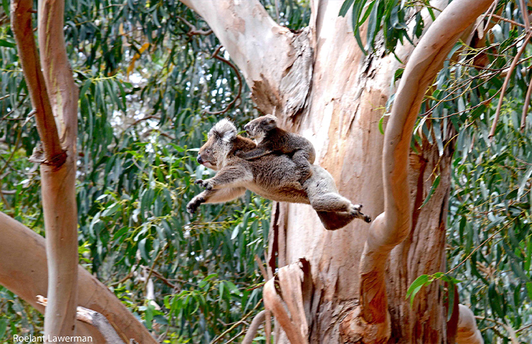 Koalas at Hanson Bay Wildlife Sanctuary