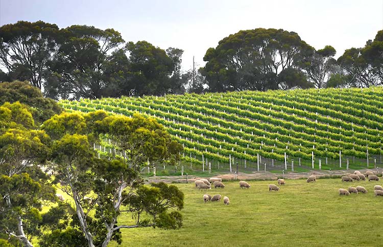 Hazyblur Wines is a small boutique winery established in 1998 by Ross and Robyne Trimboli. We crush less than 100 tonnes of grapes per vintage.
