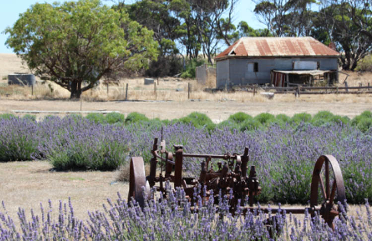 Lavender Farm Kangaroo Island