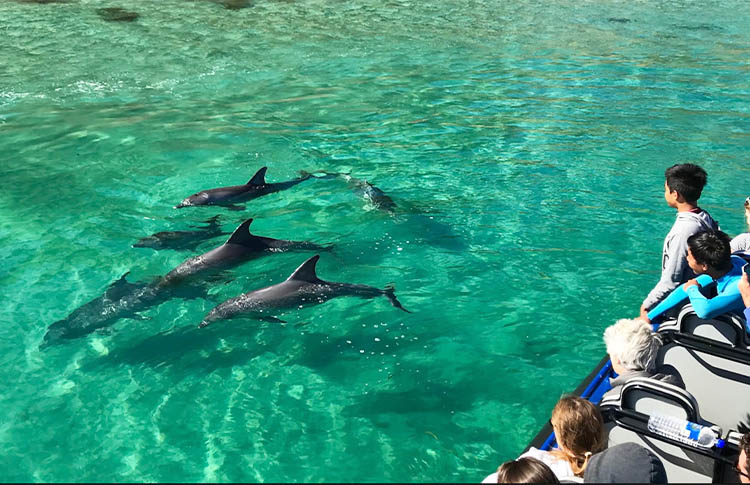 Dolphin encounter Kangaroo Island