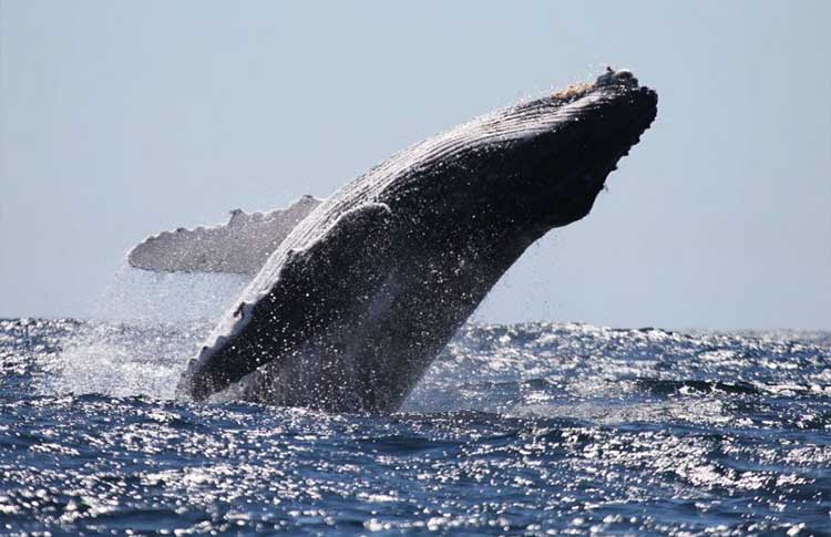 Humpback whales kangaroo island