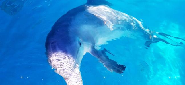 Dolphin Western Australia