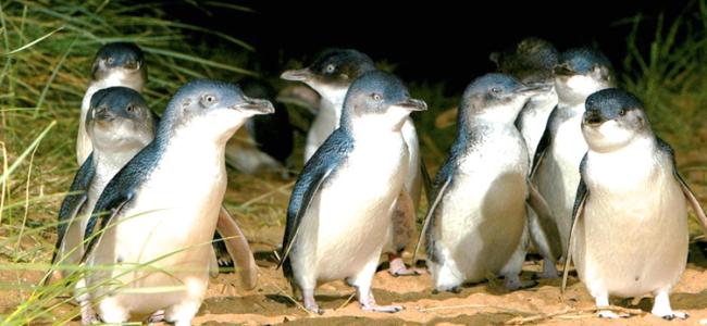 Phillip Island Penguin