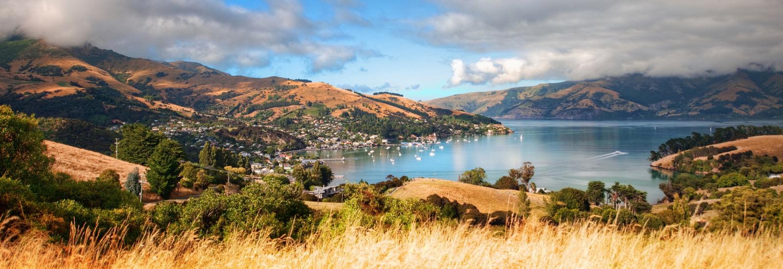 Overlooking Akaroa Harbour, a healthy sheep stands watching the view.