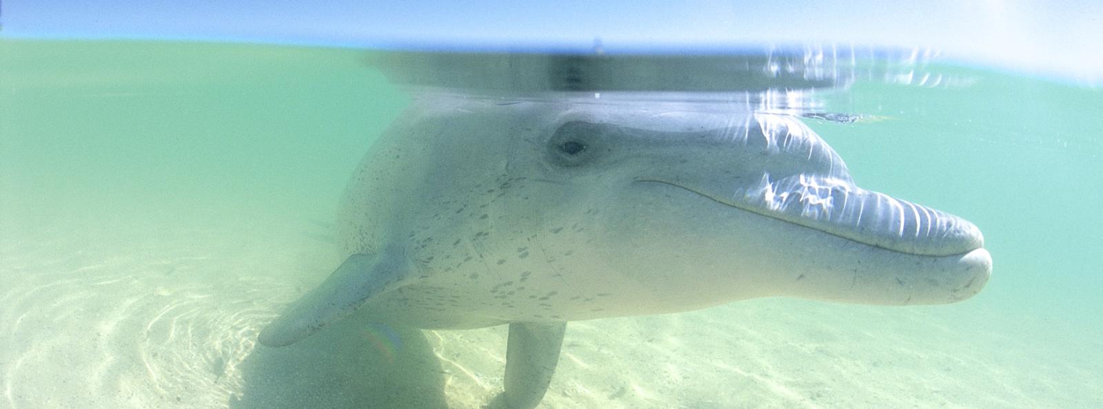 Monkey Mia Dolphins 