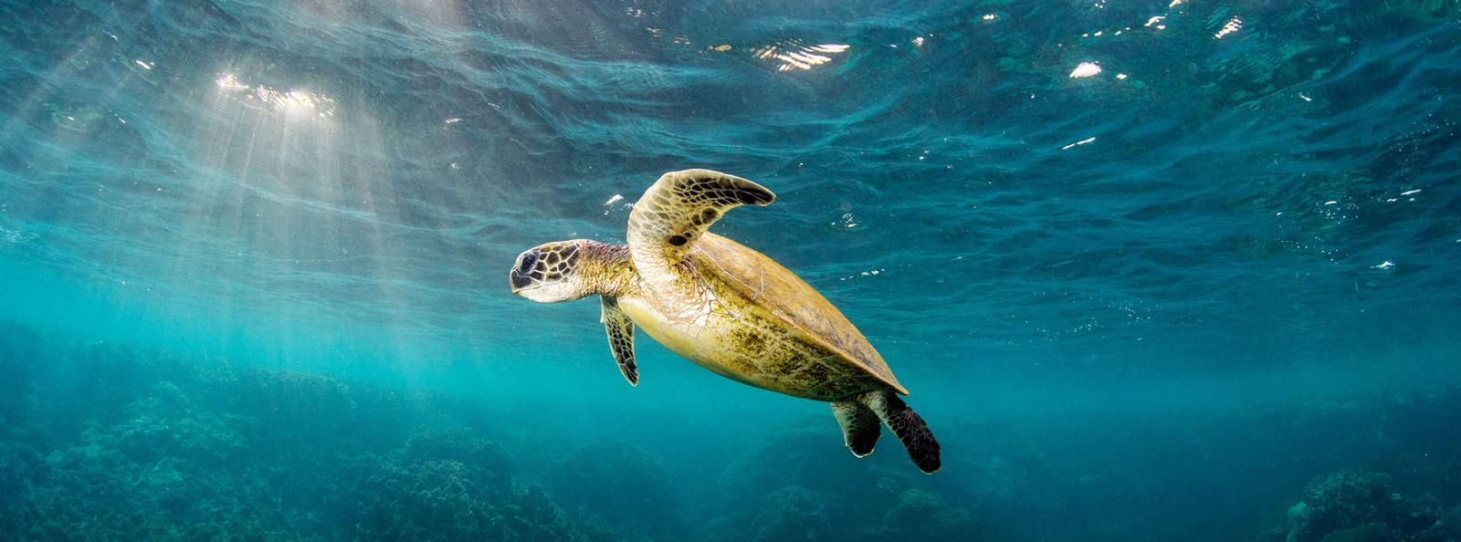 Turtle