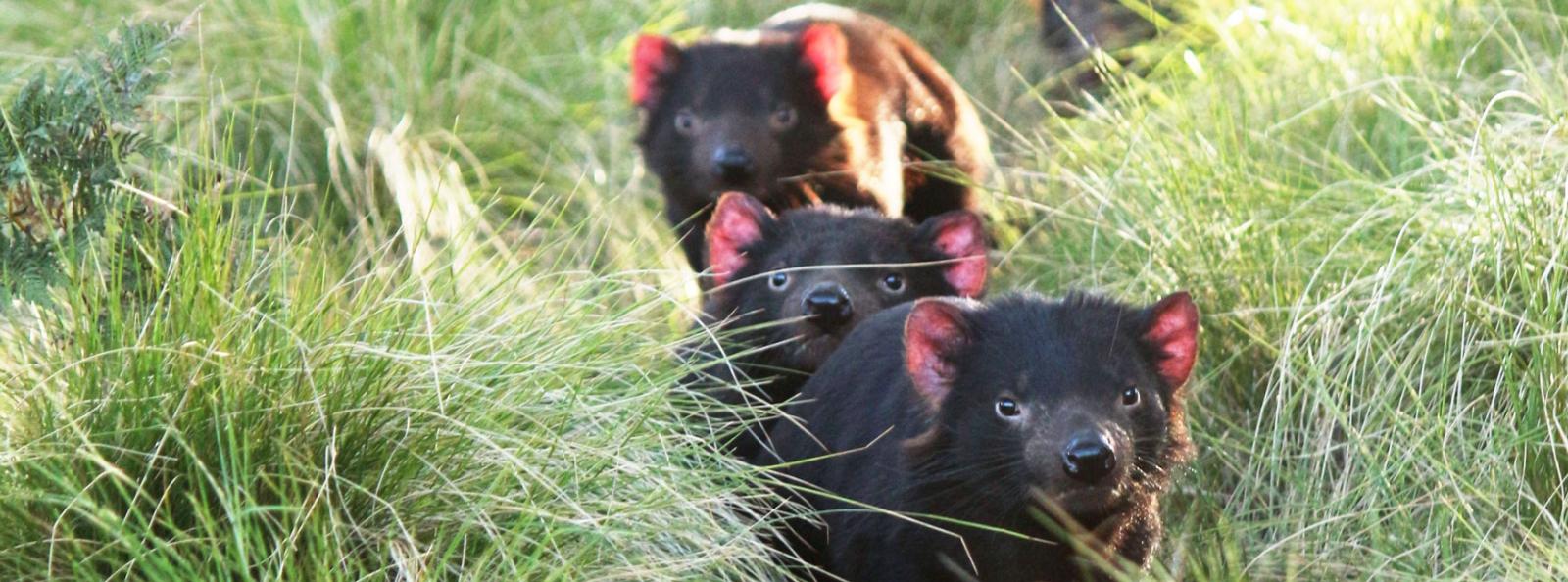 8 Day Tasmanian Wildlife 