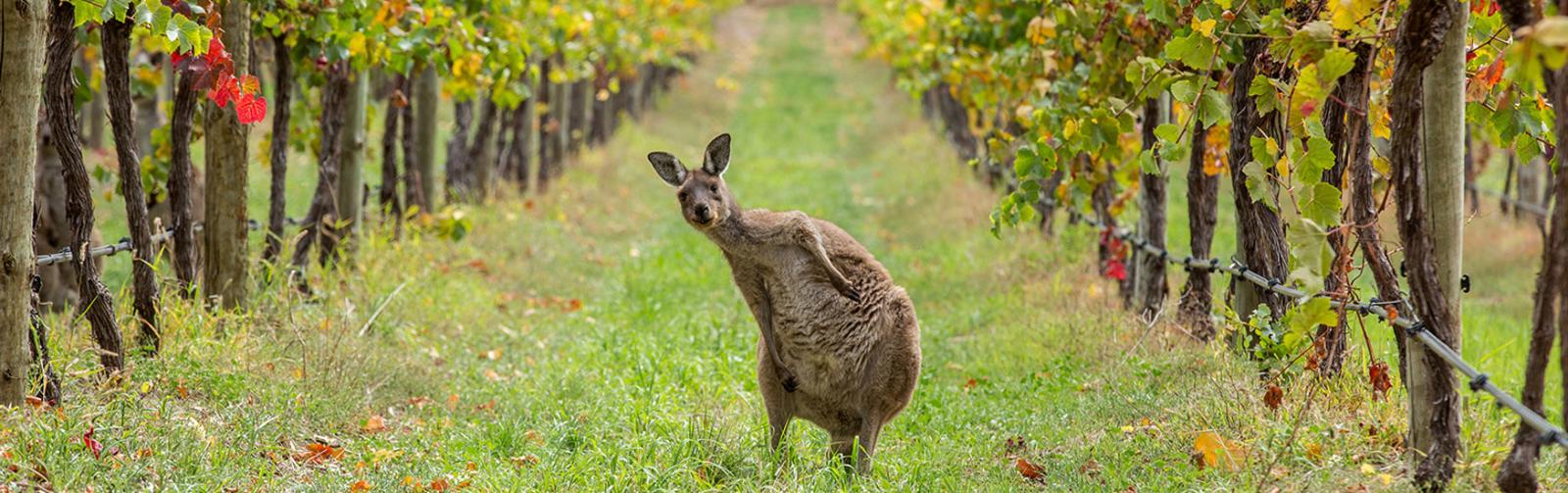 Kangaroo