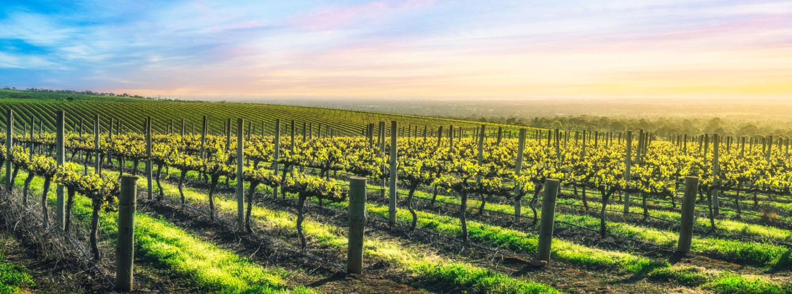 Australian Wine and Food Itineraries