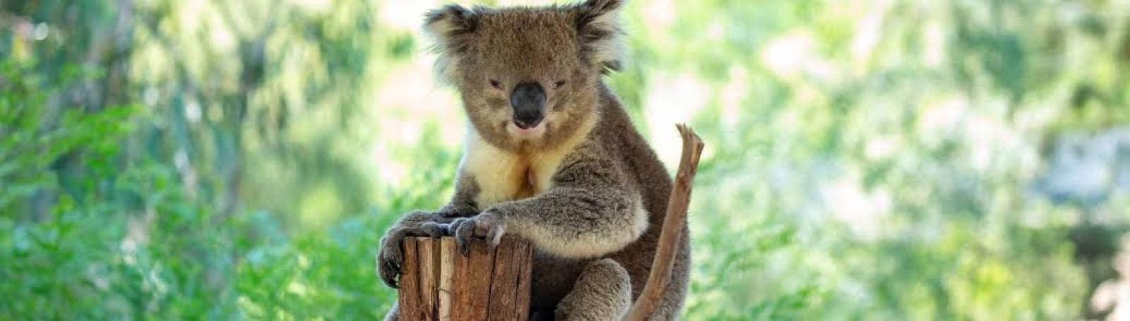 koala