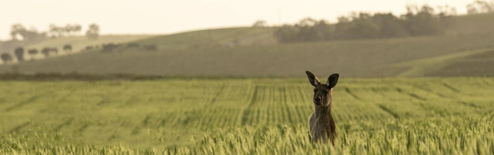 Clare Valley Kangaroo