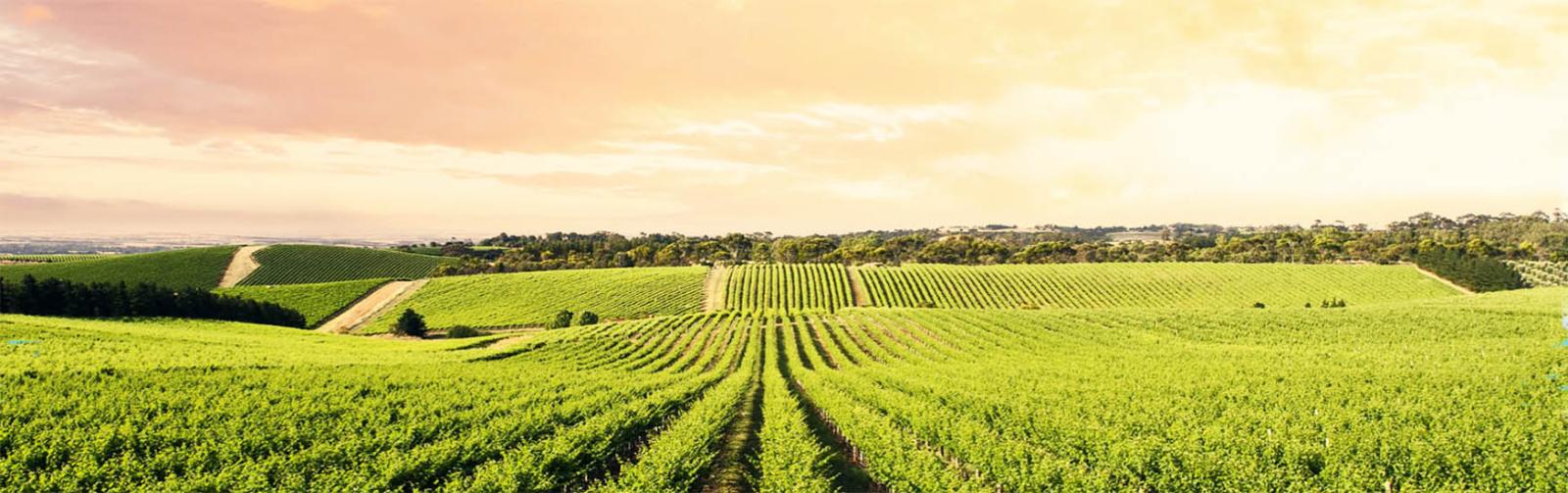 Barossa Valley Vineyards at dusk