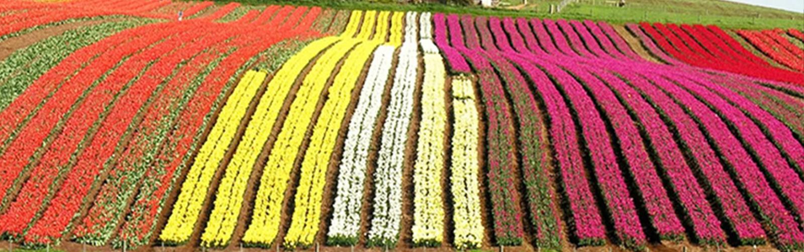 Bloomin Tulip Festival in Tasmania