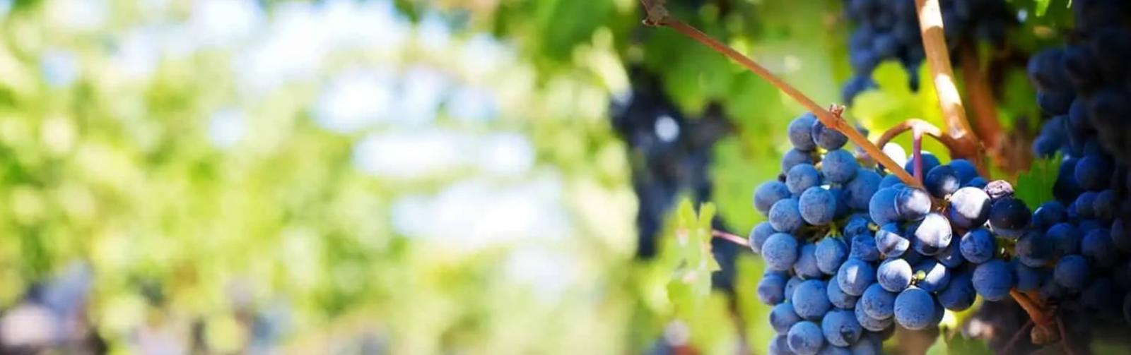 The Complete Visitors Guide for Pipers River Wine Region