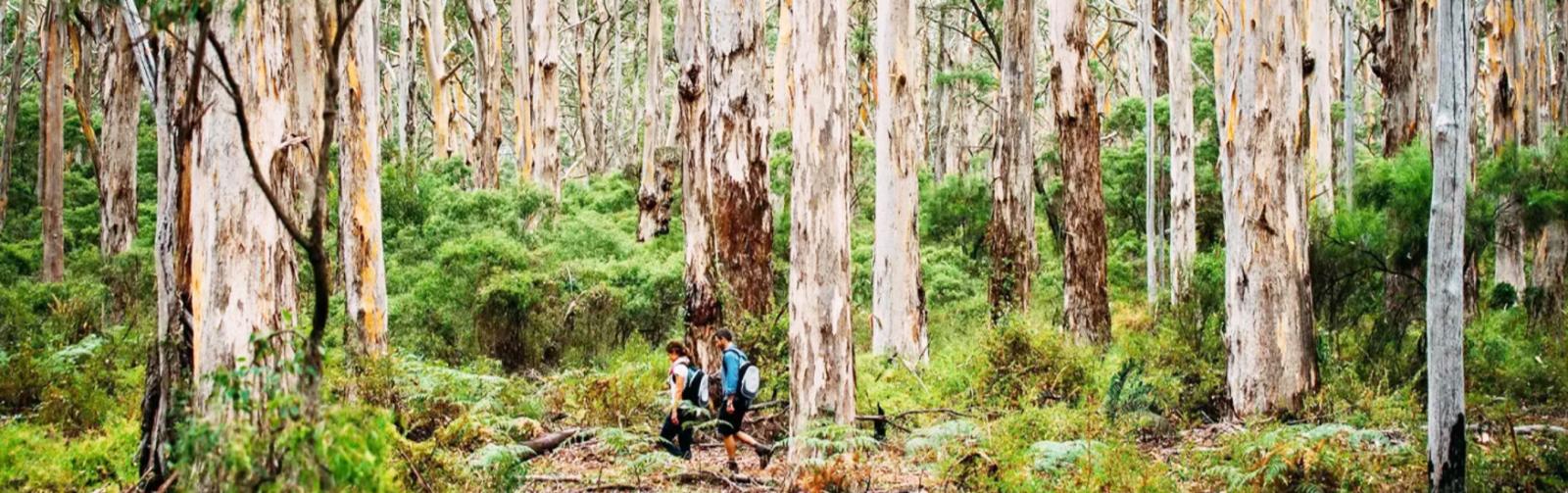 Boranup Forest Cape to Cape Walk