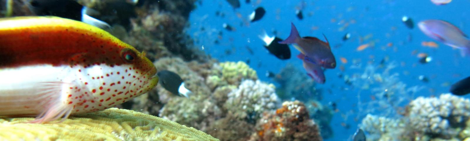 Diving in Australia