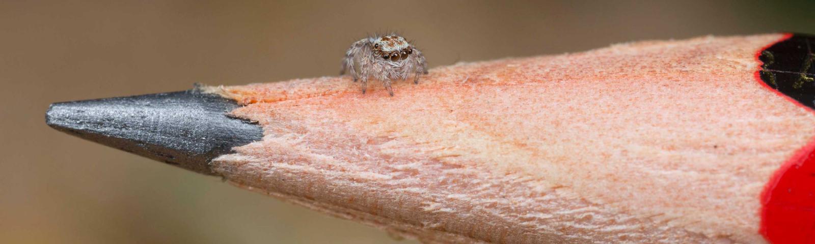 Psychedelic Jumping Australian Spider