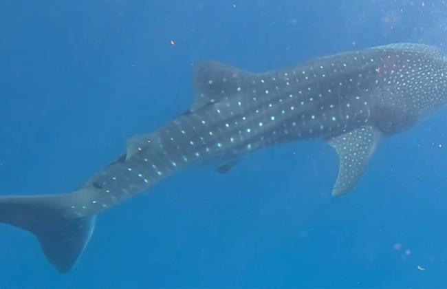 Whale Shark