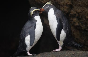Penguins Kissing