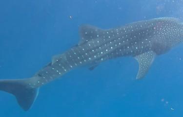 Whale Shark