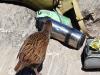 Weka