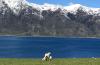 Lamb Queenstown Lakeside