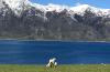 Lamb Queenstown Lakeside
