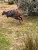 Kangaroo