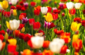 Floriade
