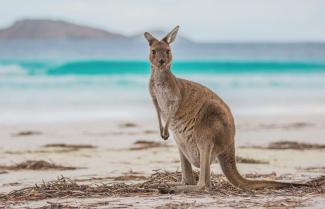 Great Ocean Road & Kangaroo Island