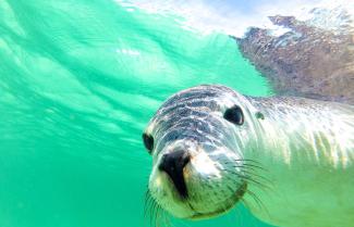 Jurien Bay Sea Lion Tour