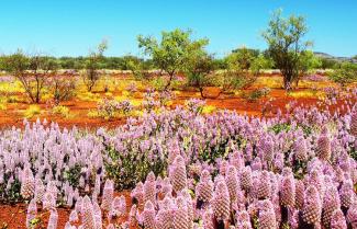 Wild Flowers Kalabari