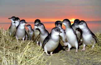 Phillip Island Penguin