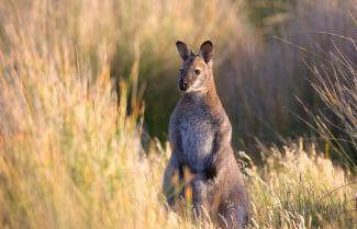 Bennetts Wallabies