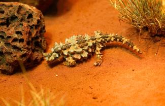 Alice Springs