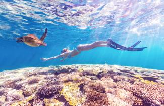 Snorkel Great Barrier Reef