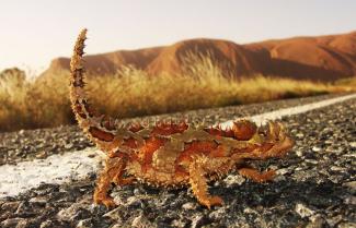 Devil Lizard