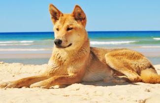 Dingo Fraser Island