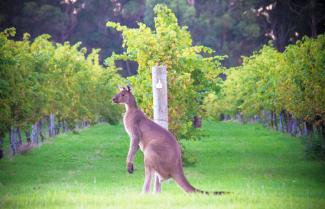 Margaret River Vinyard