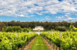 Margaret River Vineyards