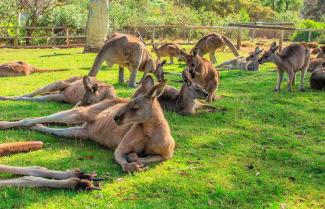 Kangaroo