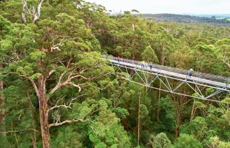 Valley Of The Giant Tree Walk
