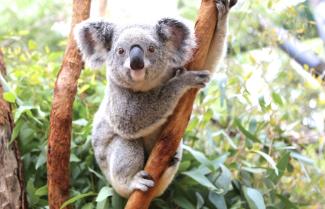 Koala Bear