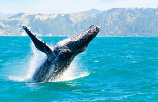 Whale Watch Jervis Bay