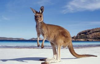 Kangaroo