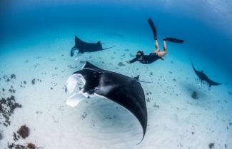 Manta Rays