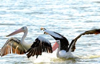 Pelicans