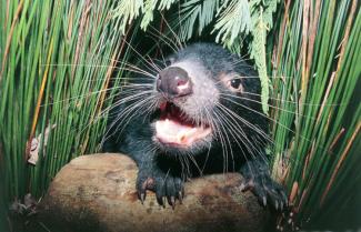 Tasmanian Devil