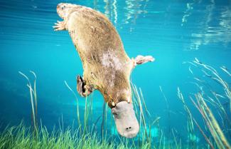 Platypus